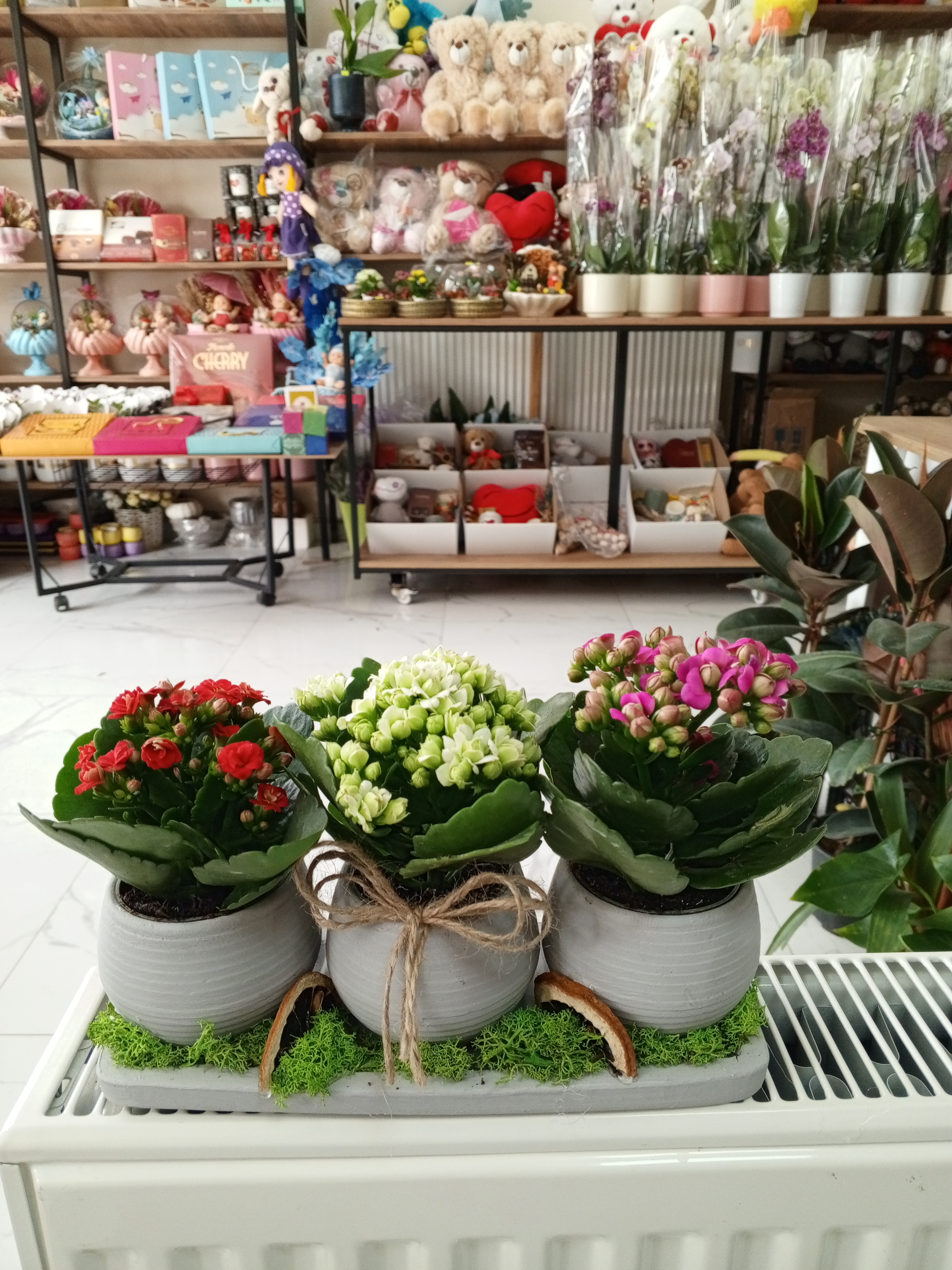 Beton saksıda 3 lü renkli kalancho